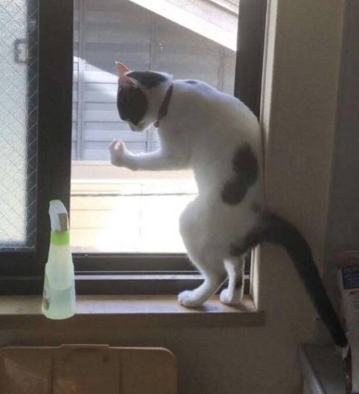 Cat looking at paw upright on a window.