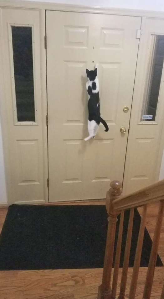 Cat jumping on door.