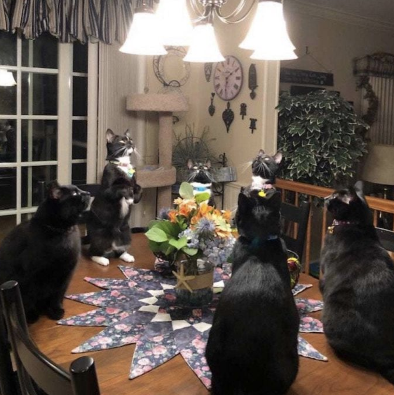 Six cats gathered in a circle.