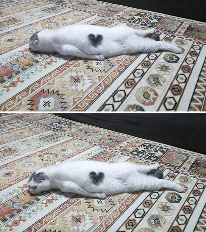 Cat laying sprawled out on the ground.