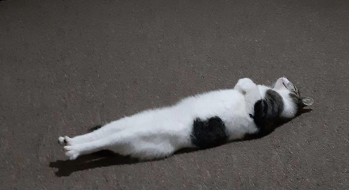 Cat laying flat on their back.