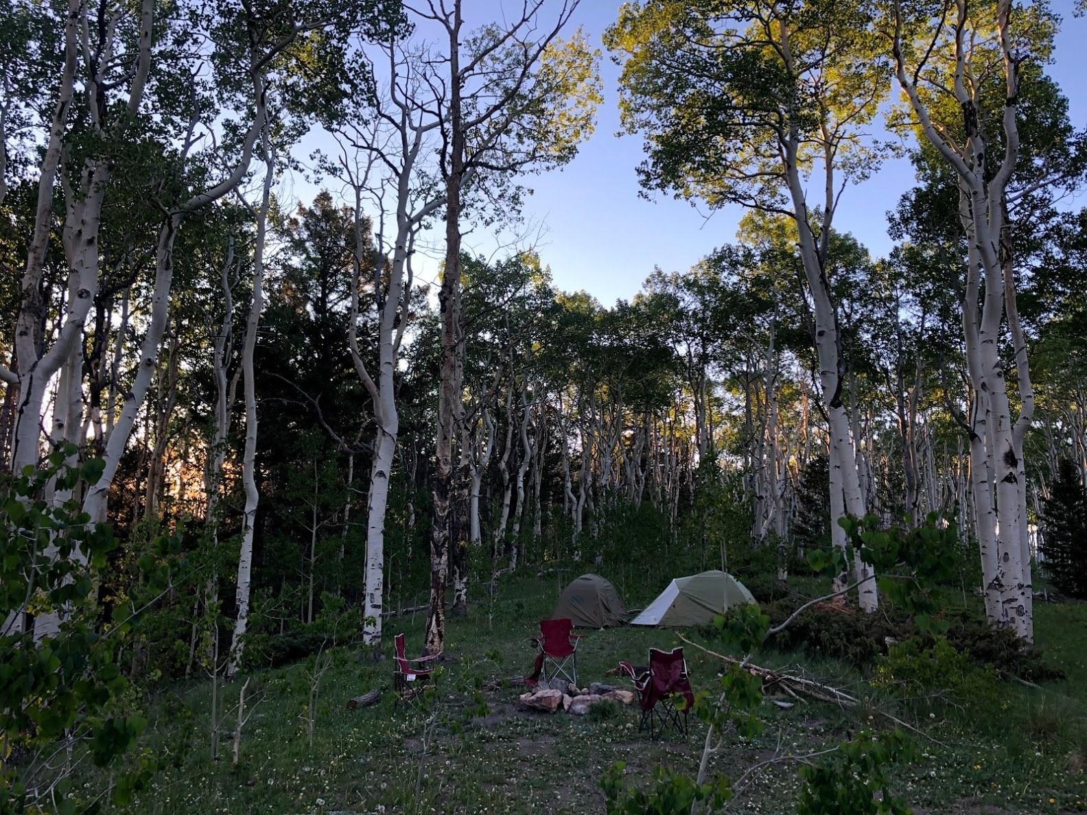 a two tents and camping chairs on a grassy patch of ground surrounded by trees