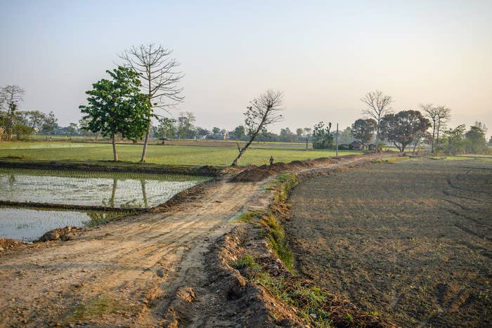 A path through rice fields in Chitwan Park, Nepal. 