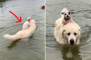 Little dog riding on big dog's back while it swims