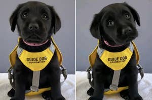 Little puppy in a guide dog vest
