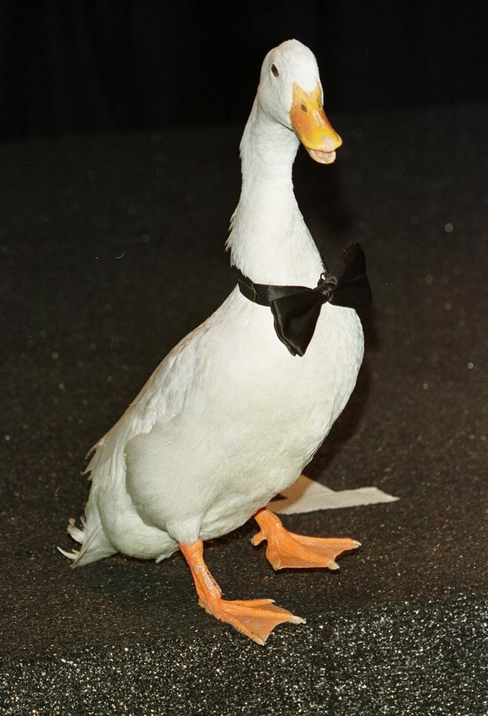 A duck with a bow tie