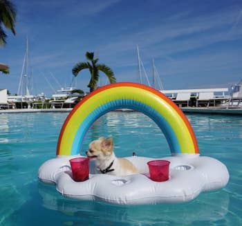 A reviewer's serving tray, shaped like a cloud with a rainbow sticking out from the top, floats in their pool with two cups and their chihuahua in it