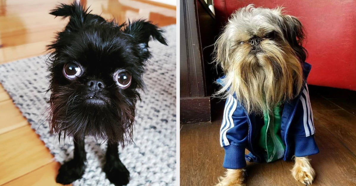 Brussels Griffons That Are Cuter Than Ewoks
