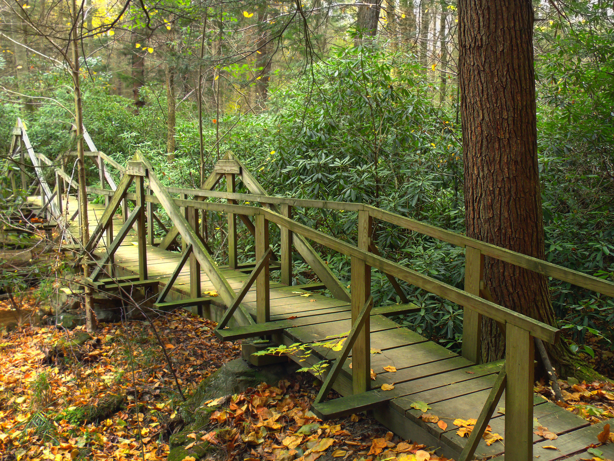 A wooden footbridge surrounded by trees and autumn leaves that have fallen on the ground