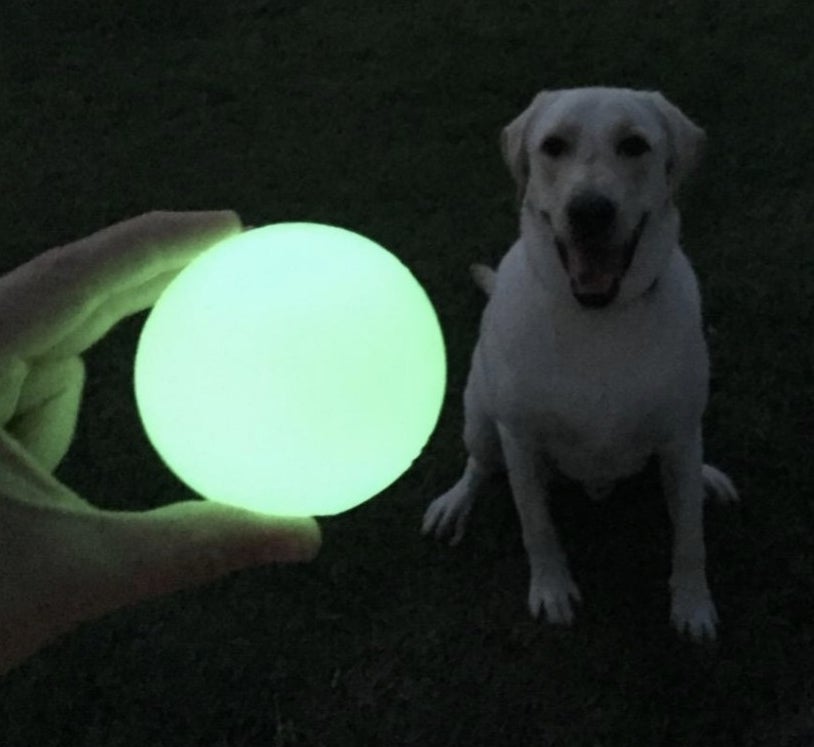 reviewer photo of hand holding glow-in-the-dark green ball in front of dog