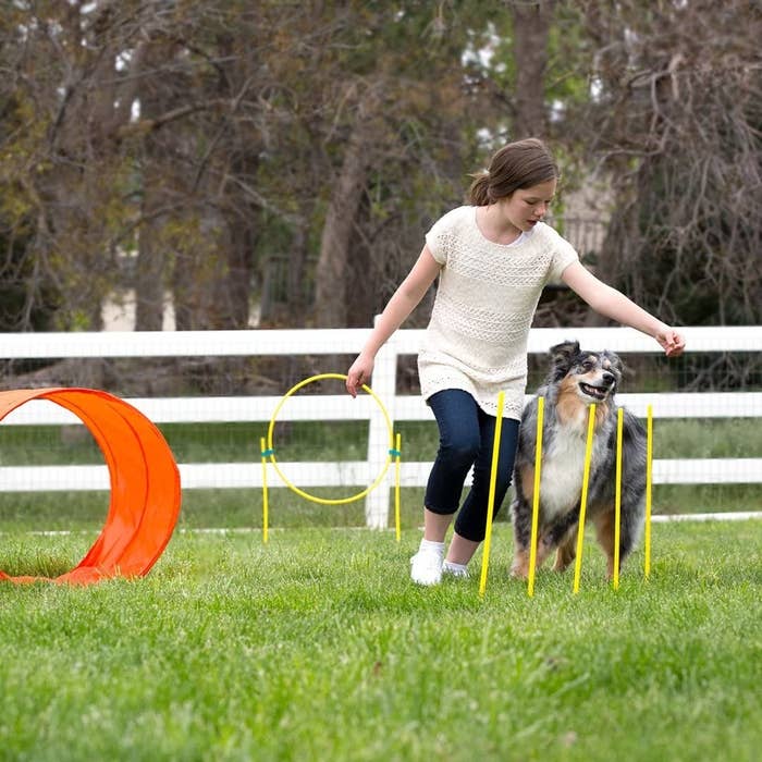 girl leading Australian Shepherd through the obstacle course 