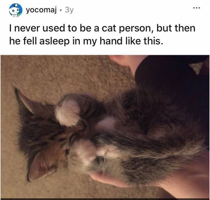 Kitten puts their paws over their eyes while laying in the palm of their owner&#x27;s hand
