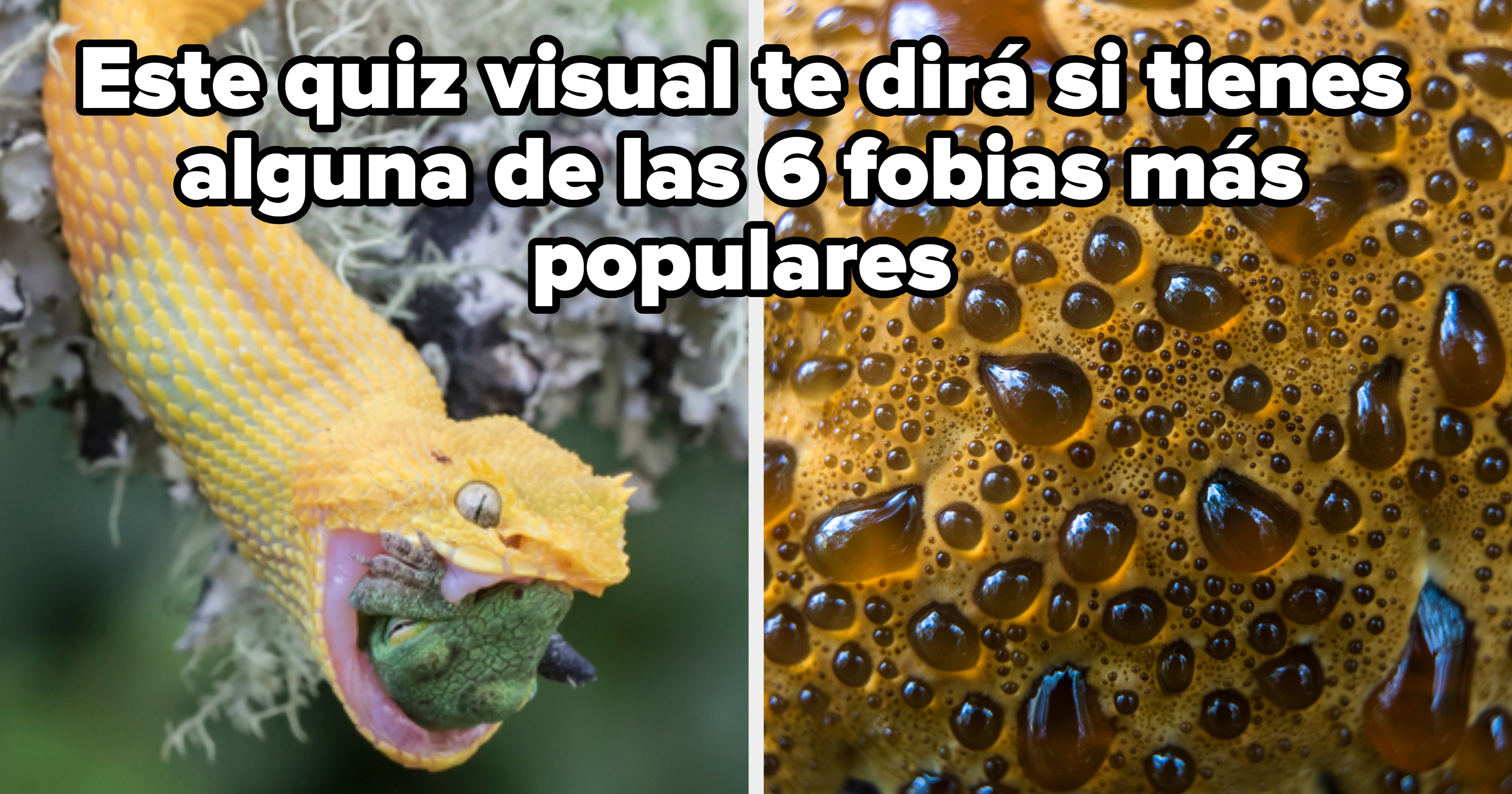 🙈¿Sabes Cuantas Fobias Existen?🙊 ¡Te Vas A Sorprender!