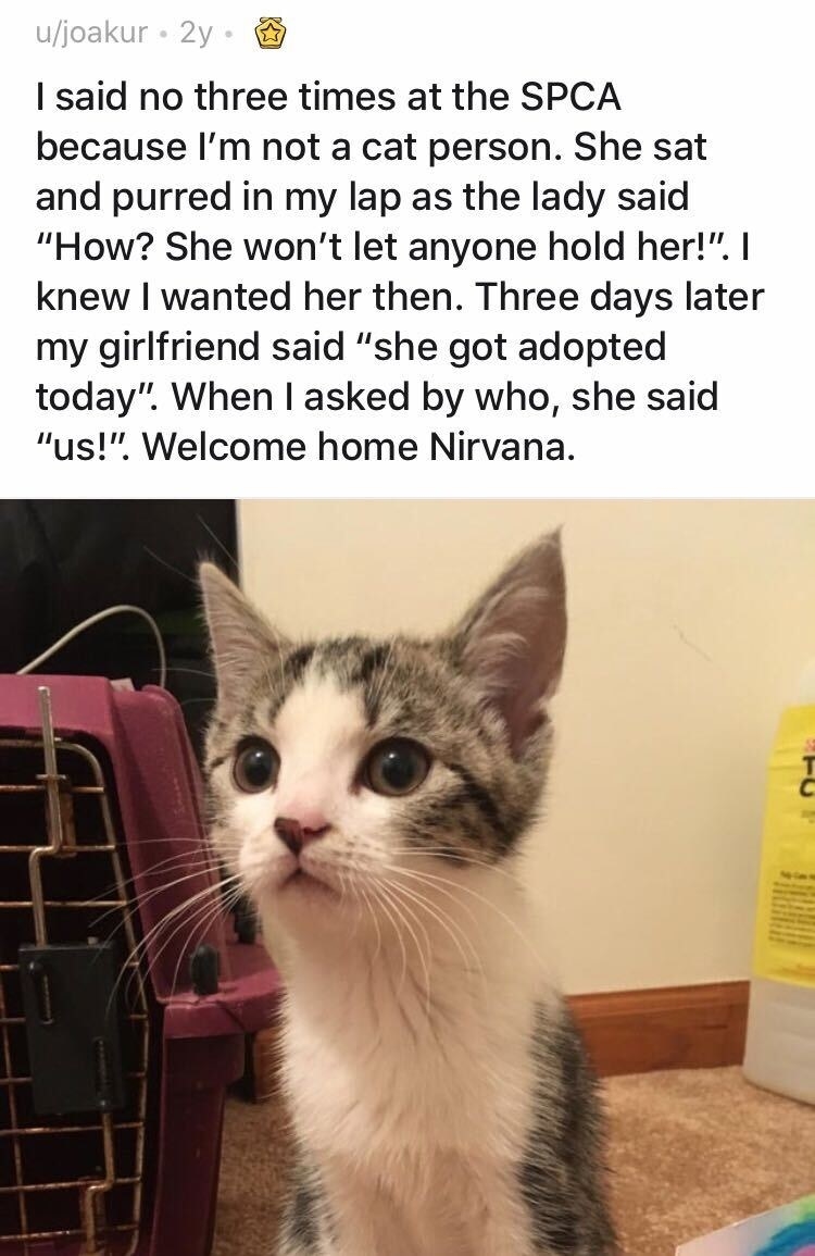 A small white and gray cat that was adopted after their owner initially said, &quot;No,&quot; three times