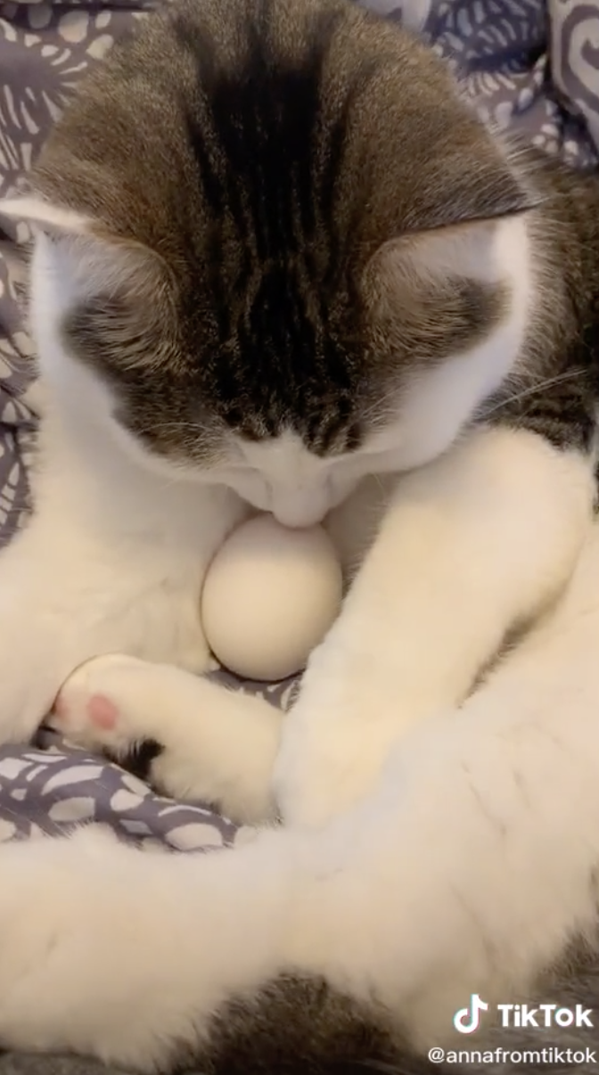 Cat curling the egg in between his front legs and licking it.