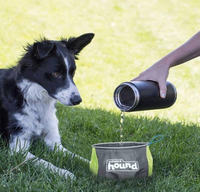 A model&#x27;s hand pouring water into a gray and lime green pouch bowl while a pooch watches