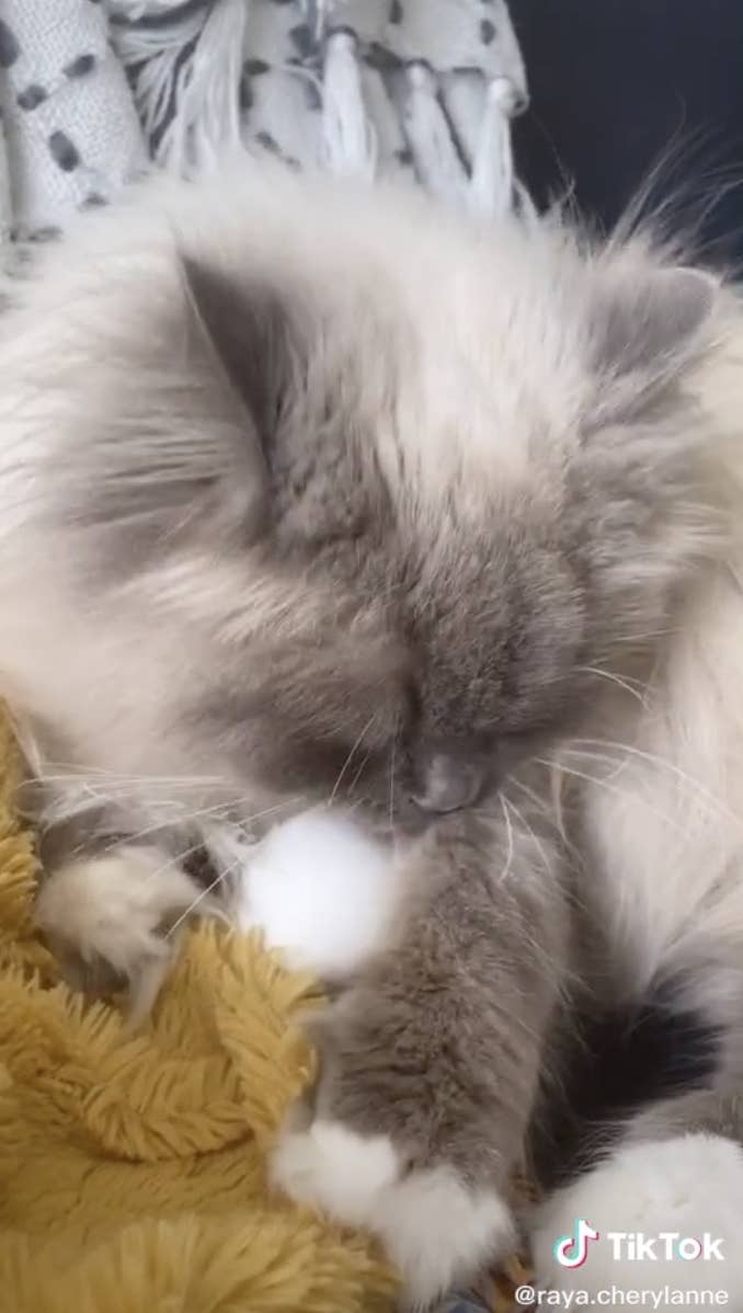People On Tiktok Are Giving Cats Eggs And It S Adorbs People On Tiktok Are Giving Cats Eggs And It S Adorbs
