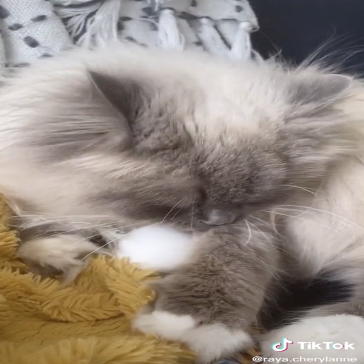 People On TikTok Are Giving Cats Eggs And It's Adorbs