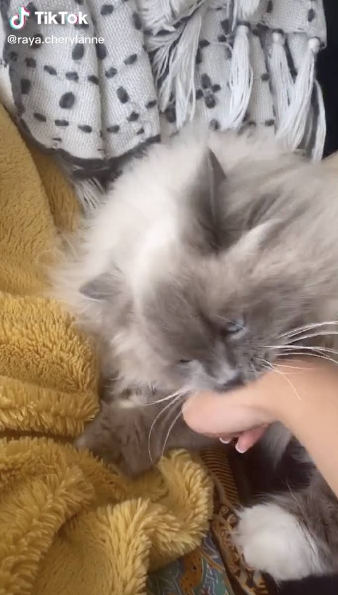 People On Tiktok Are Giving Cats Eggs And It S Adorbs People On Tiktok Are Giving Cats Eggs And It S Adorbs