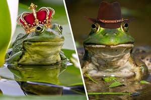 A frog in a crown and a frog in a cowboy hat