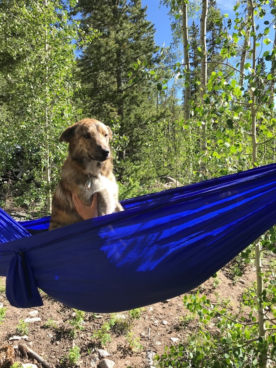 a dog sitting in a hammock in the woods