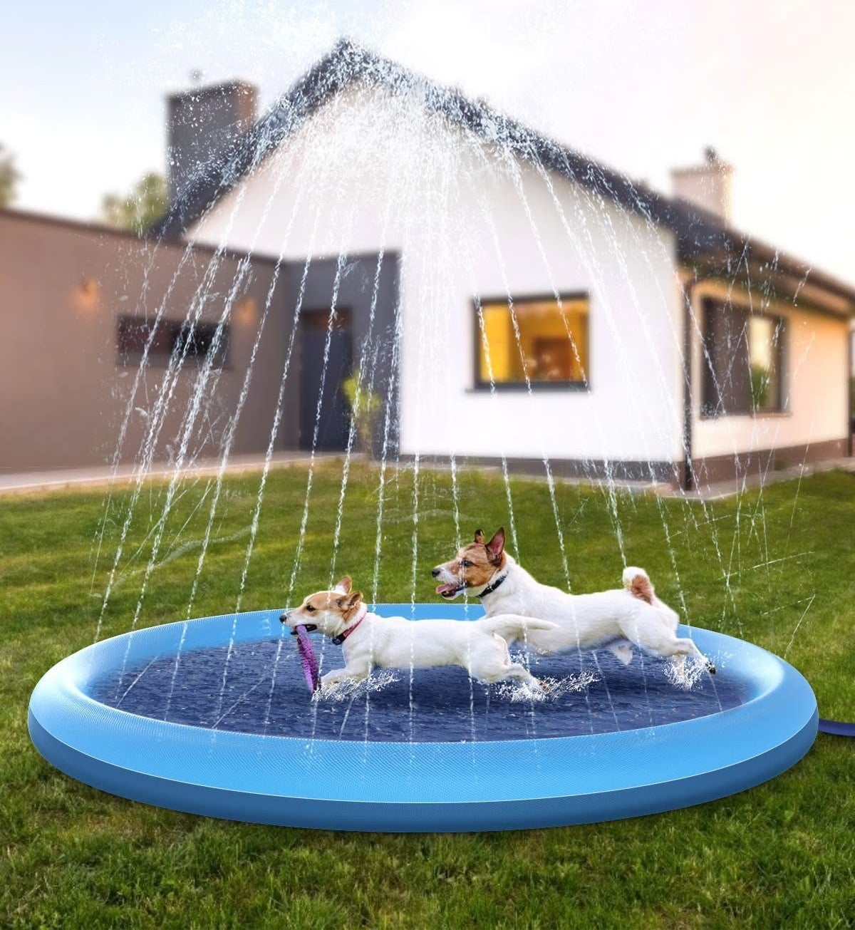 two dogs in blue pool with sprinkler