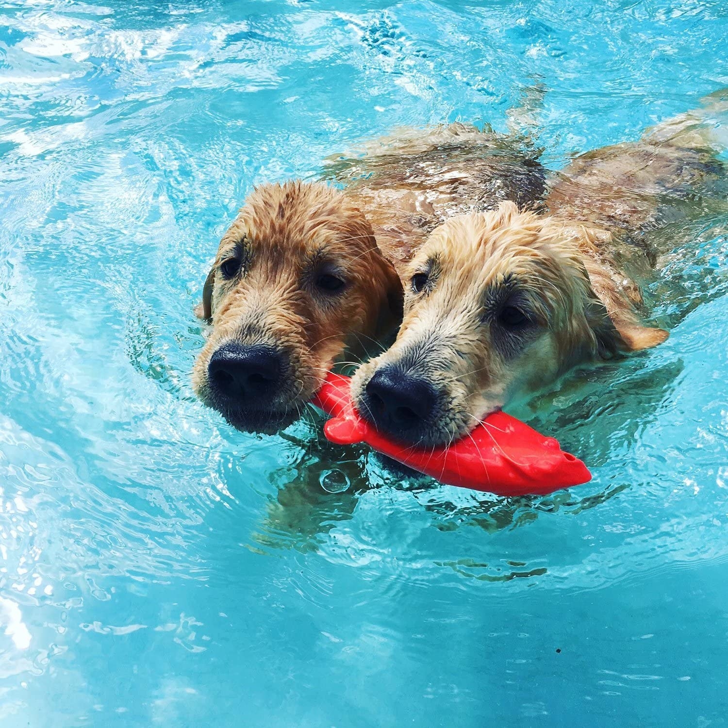 two golden retrievers chewing on a red fish