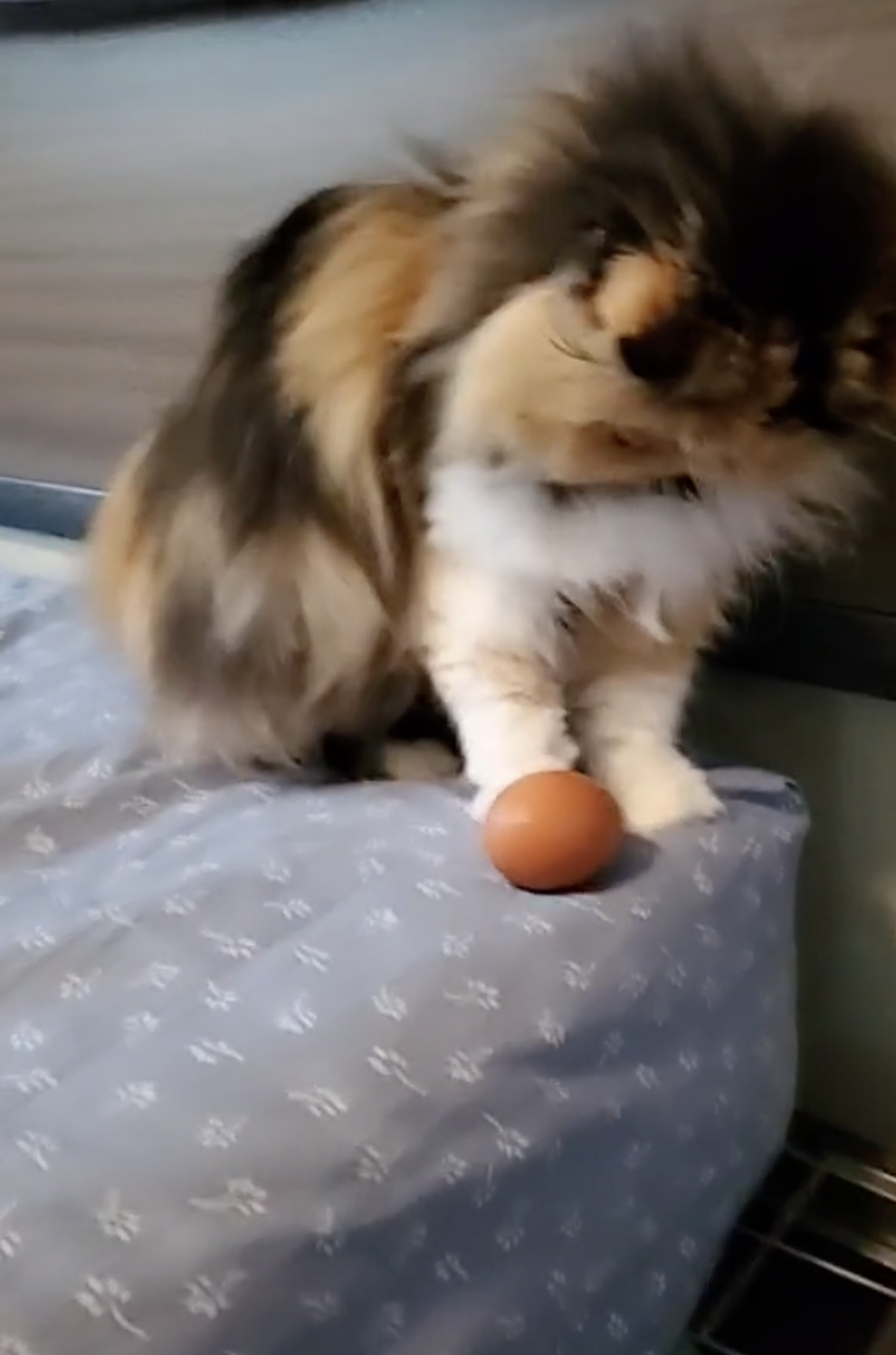 People On Tiktok Are Giving Cats Eggs And It S Adorbs