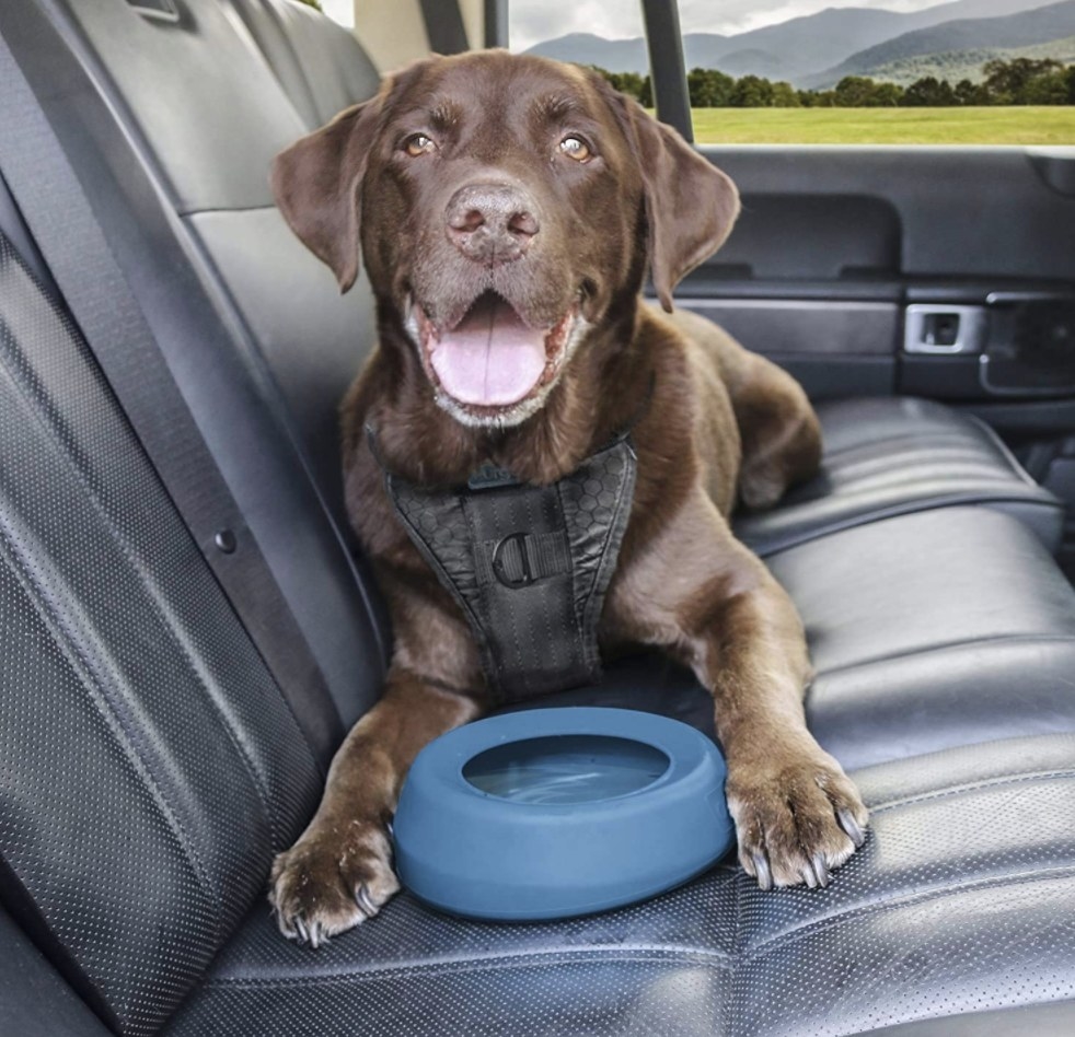A chocolate lab model happily hovering over a blue water bowl in the car