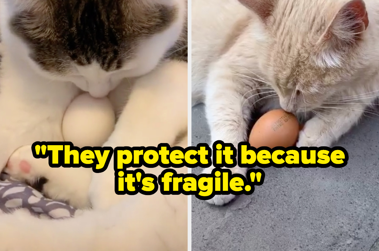 cats protecting eggs