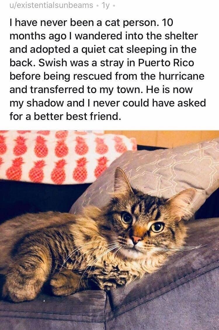 People Who Became Obsessed With The Cat They Never Wanted