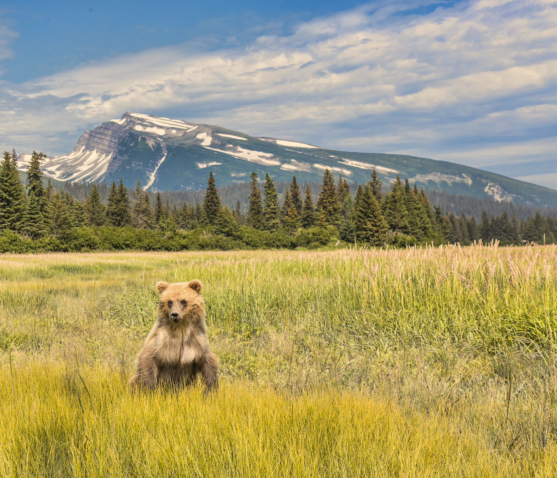 A grizzly bear standing in a patch of grass before a mountain backdrop in  Lake Clark National Park.