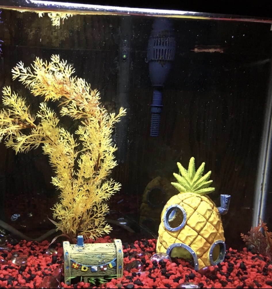 The SpongeBob house in a tank 