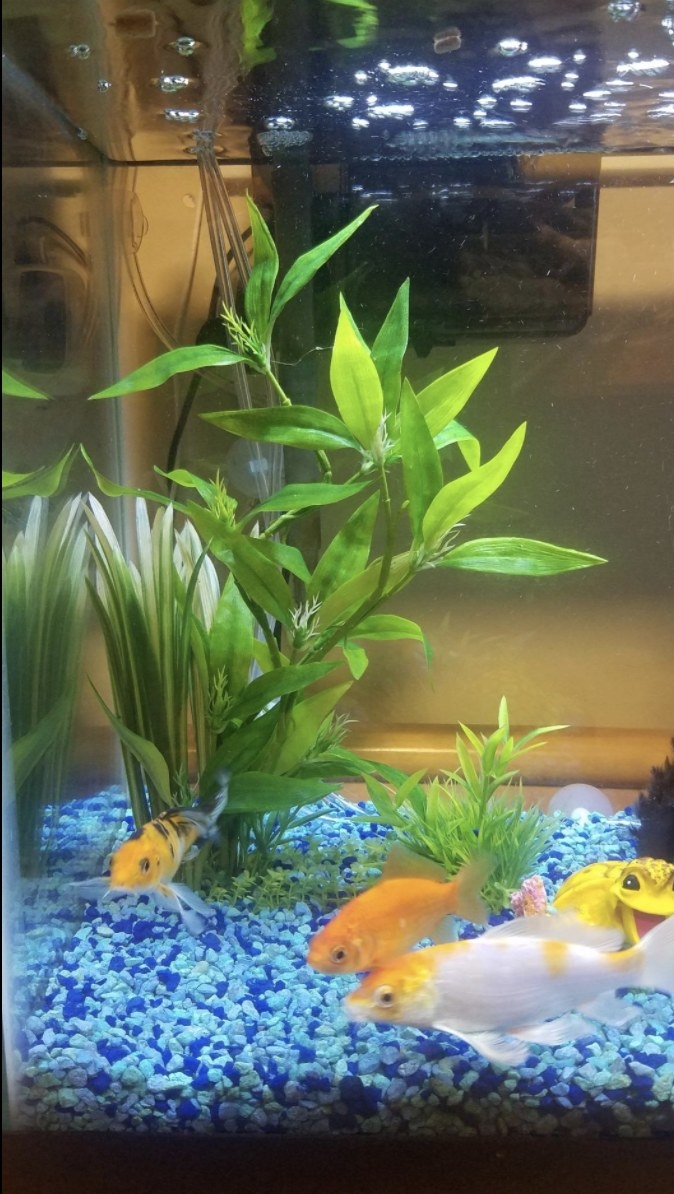 Reviewer photo of the artificial plant in their fish tank 