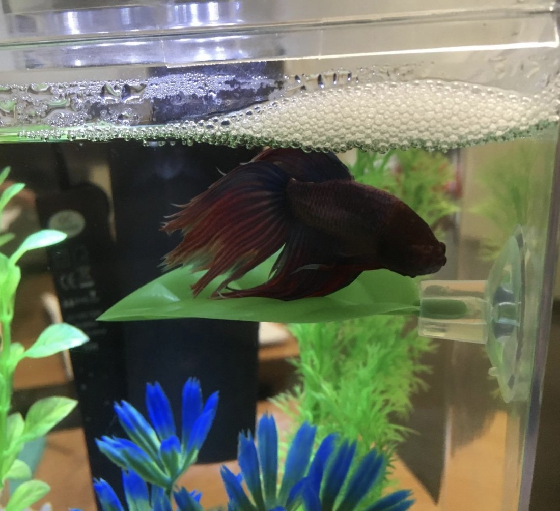 A reviewer&#x27;s photo of their betta fish on the leaf hammock 