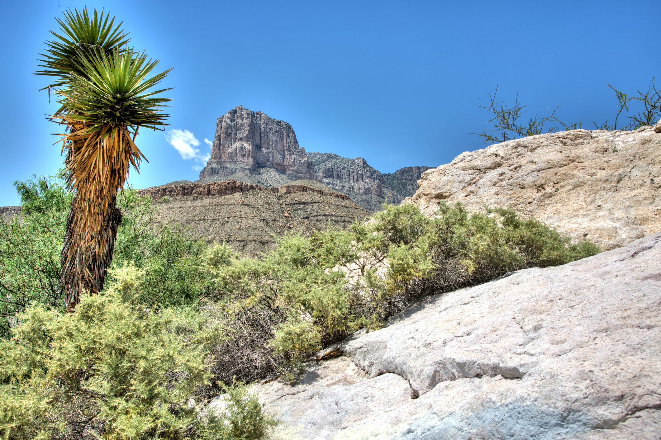 El Capitan, the iconic peak of Guadalupe Mountains National Park, with a lone palm tree standing before it.