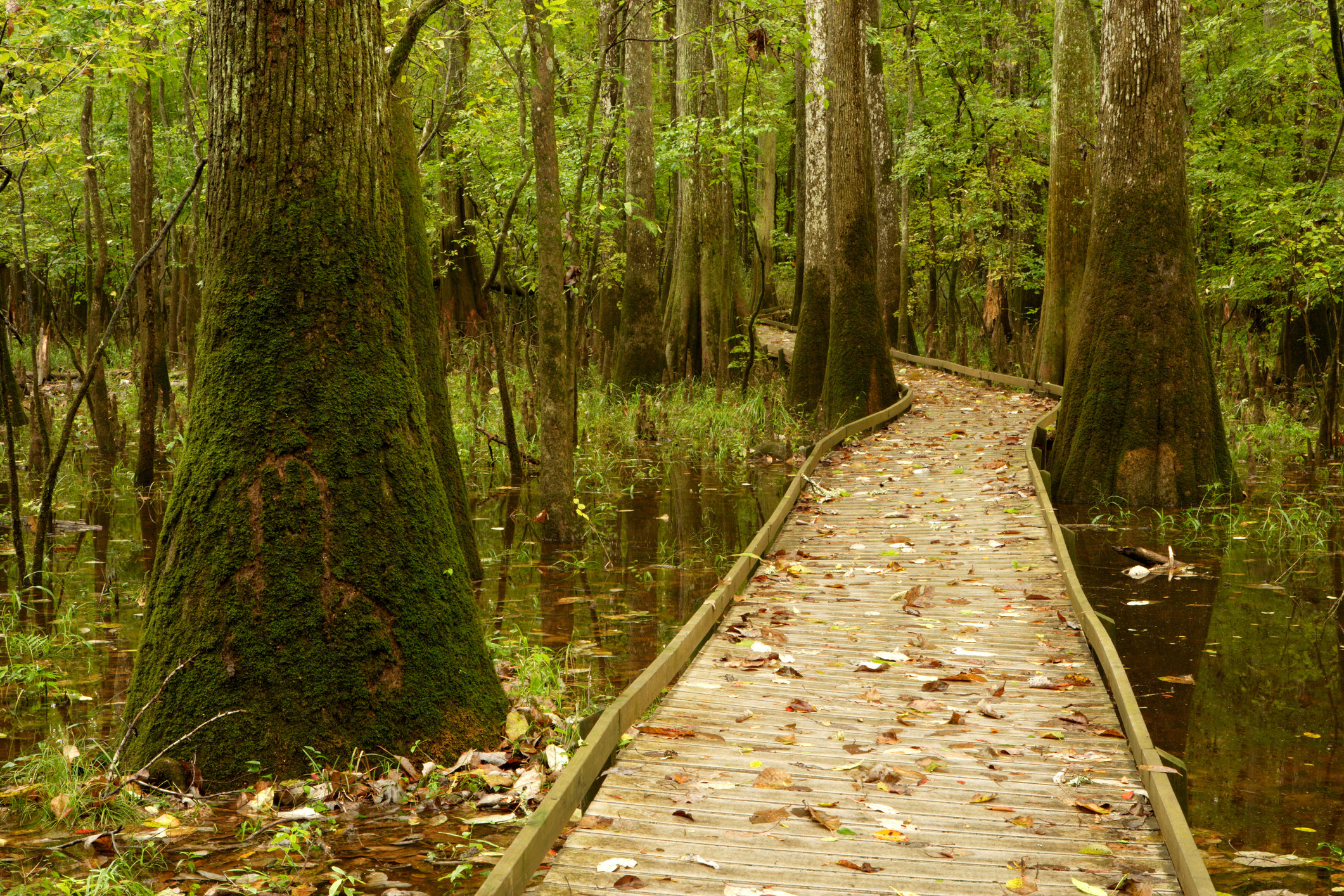 A paved boardwalk passing through tall trees in Congaree National Park.