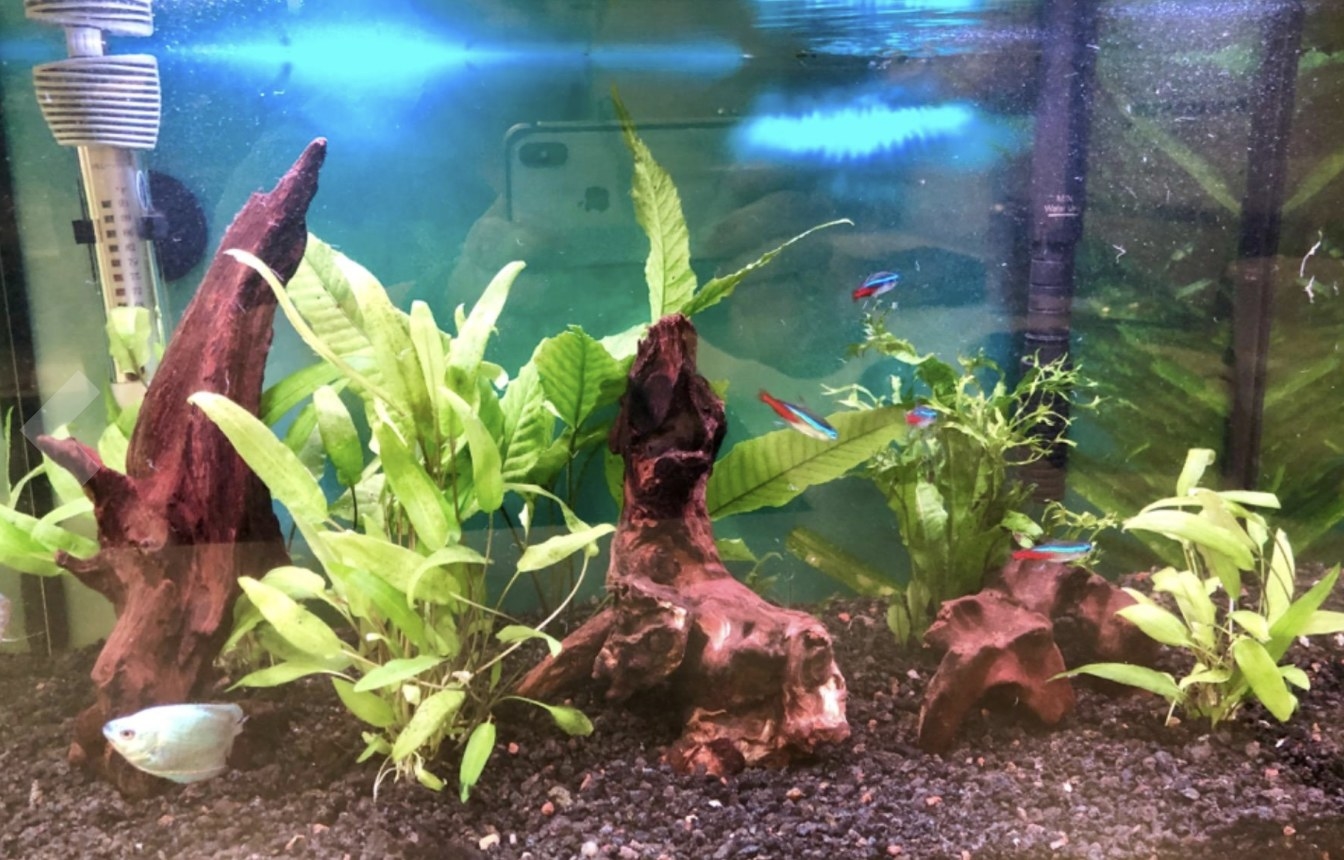 The driftwood in a reviewer&#x27;s fish tank 