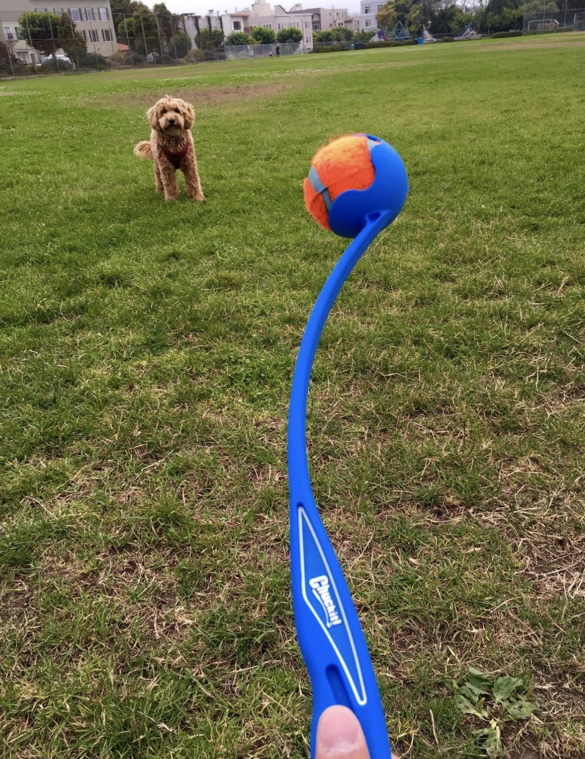 reviewer picture of blue launcher holding orange ball 