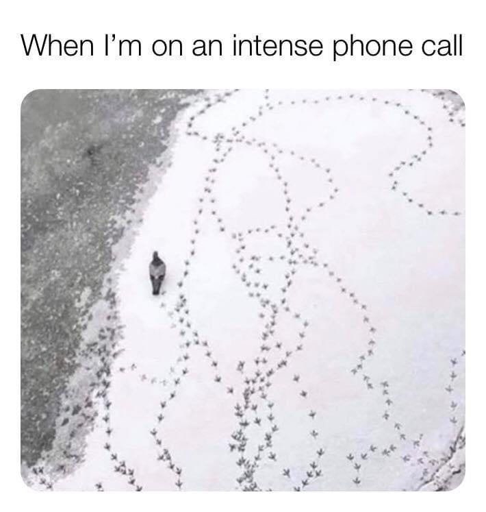 Pigeon with a ton of tracks around it with the caption &quot;When i&#x27;m on an intense phone call&quot;