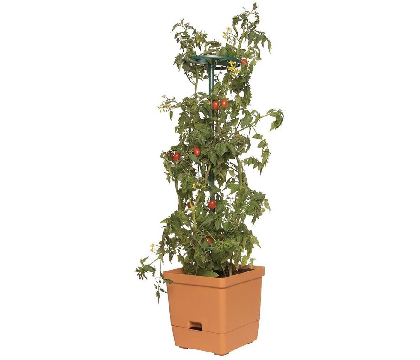 The planter with a tomato vine growing on it 