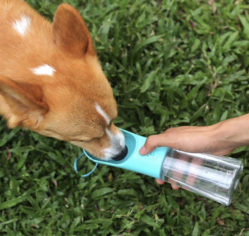 A model&#x27;s hand holds a clear bottle with a blue receptacle for a dog to drink from
