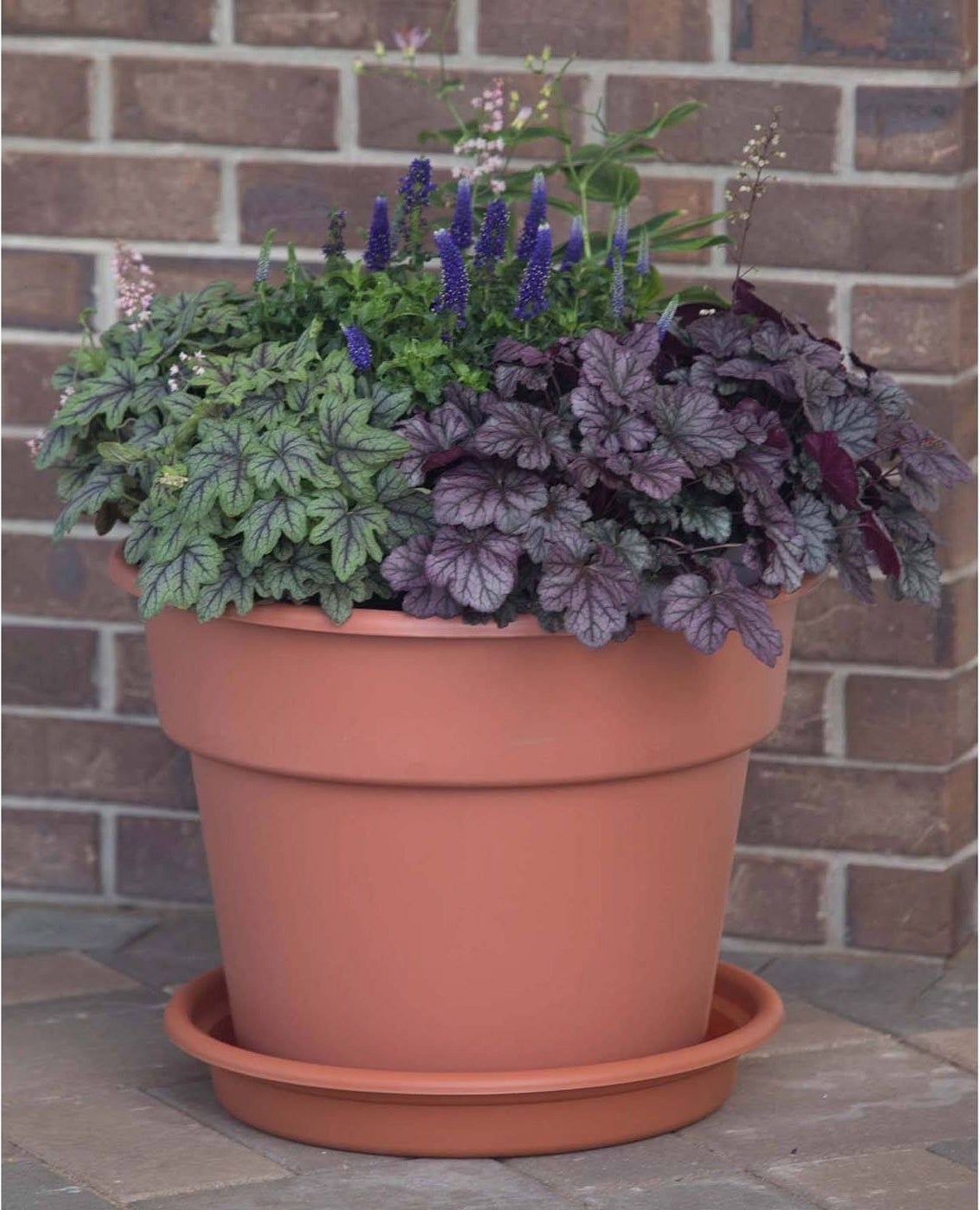 The double lipped planter with a plant in it 