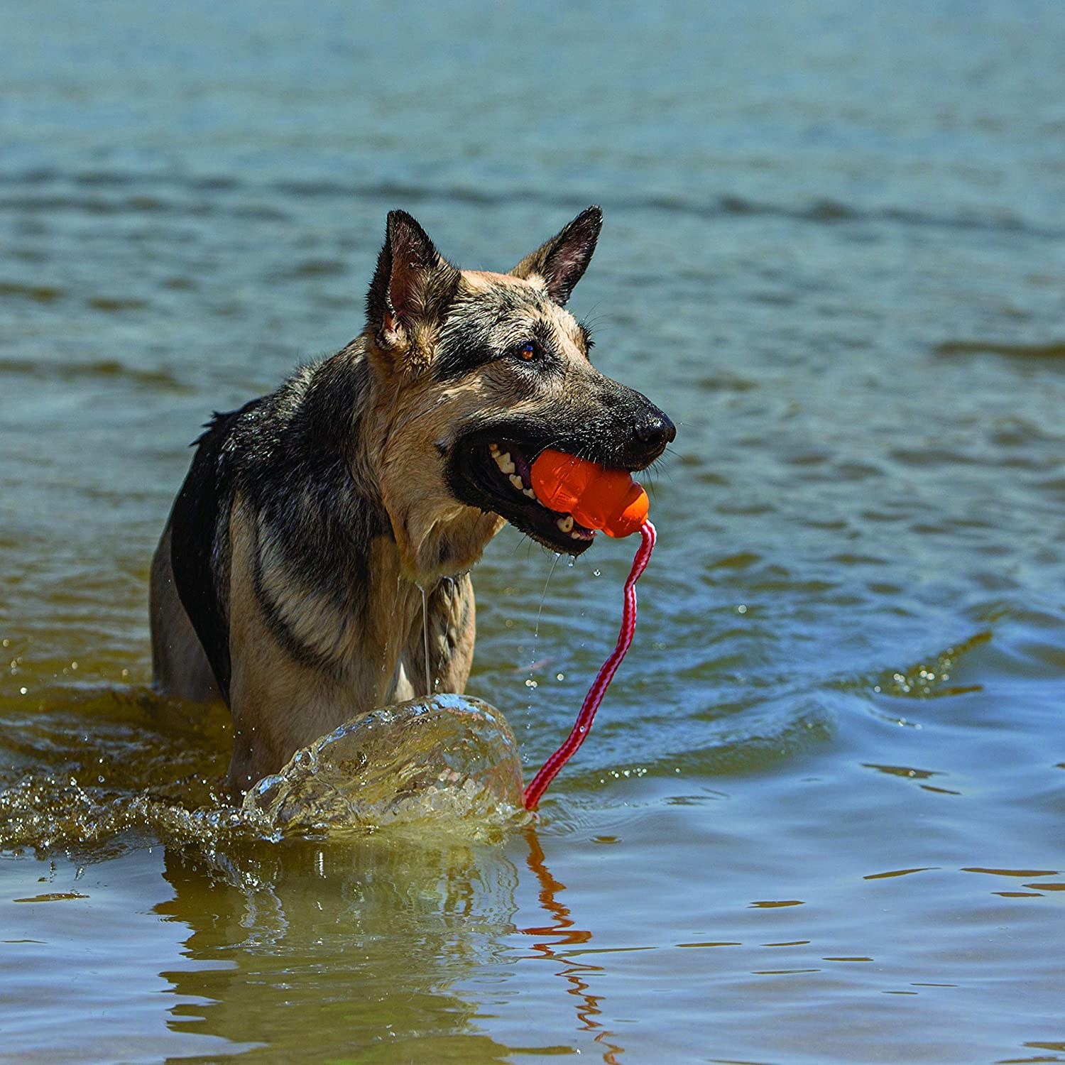 German shepherd in water holding red Kong toy in their mouth 