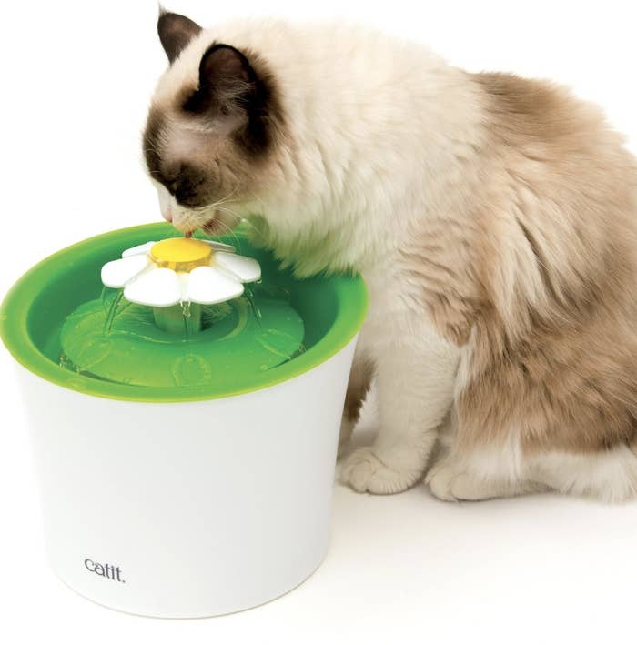 A cat drinking water from a white plastic fountain with a green top and white and yellow flower