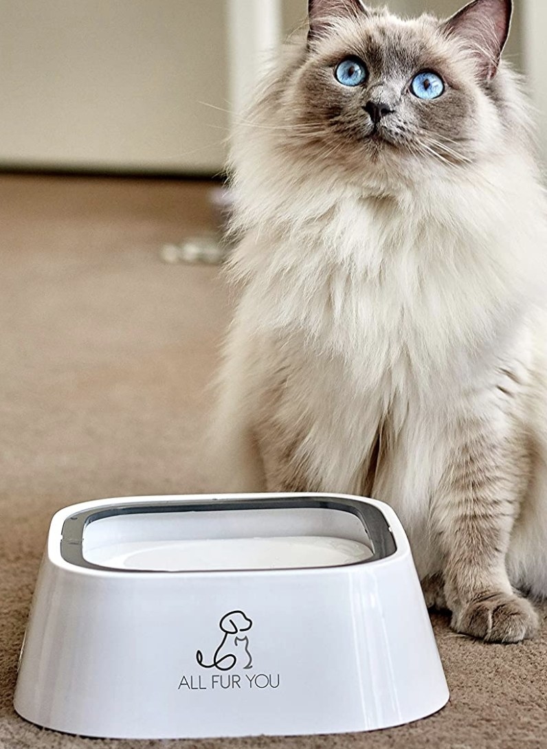 A square white pet bowl wit a gray trim