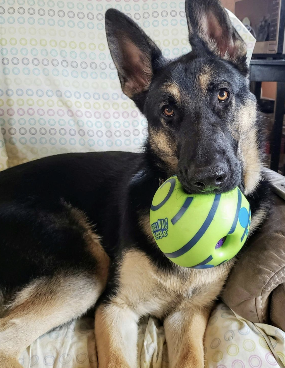 German shepherd with bright green ball in their mouth