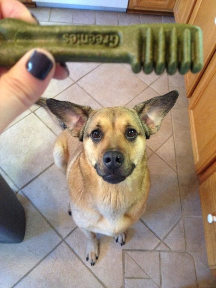 A reviewer&#x27;s dog sitting and waiting for their Greenie&#x27;s dental treat