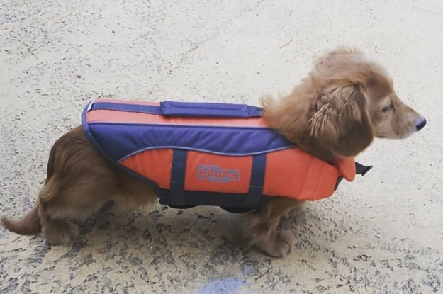 dachshund dog in a life vest
