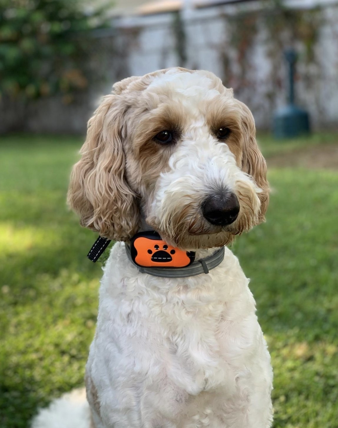 a reviewer&#x27;s dog wearing the collar 